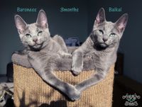 Baroness &amp; Baikal - 3 months old