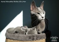 Wari with kittens - Day 33